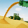 feed corn storage